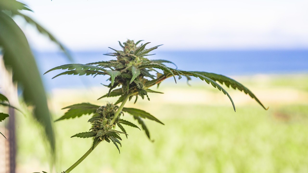 Cannabis and Surgery: Heart Attack Risk, DVT, and USMLE Review
