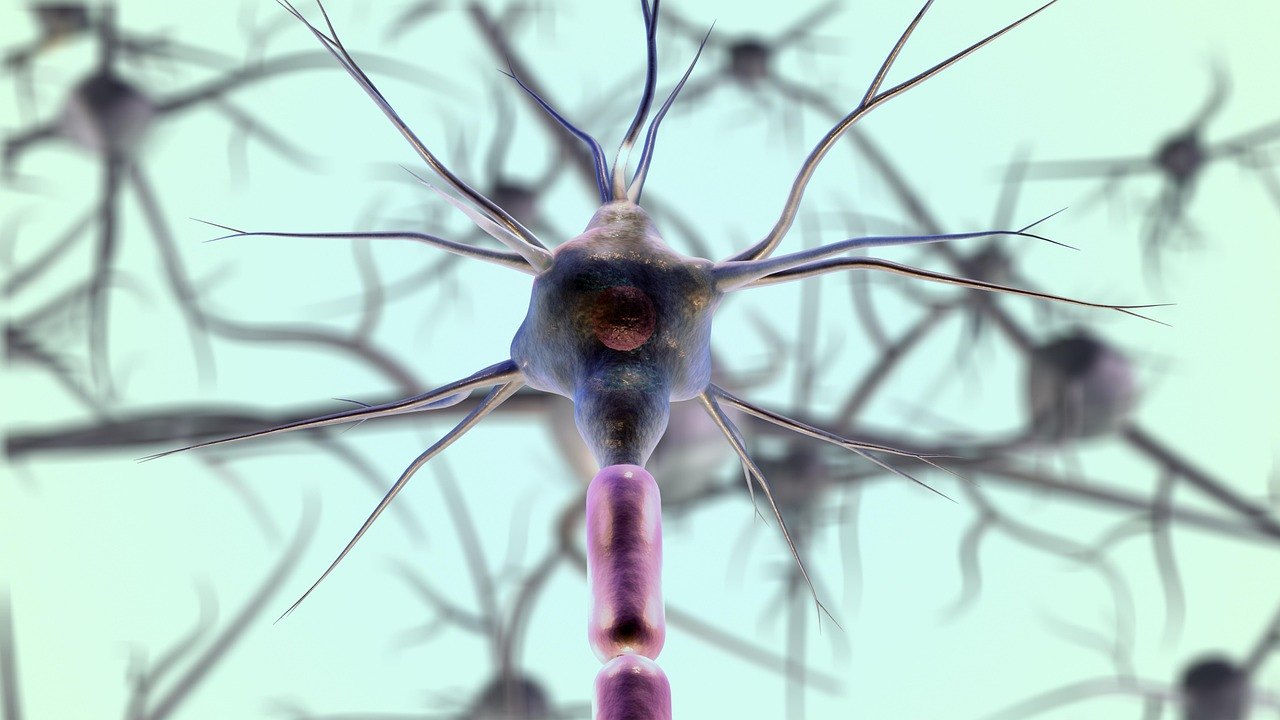 brain neuroscience illustration
