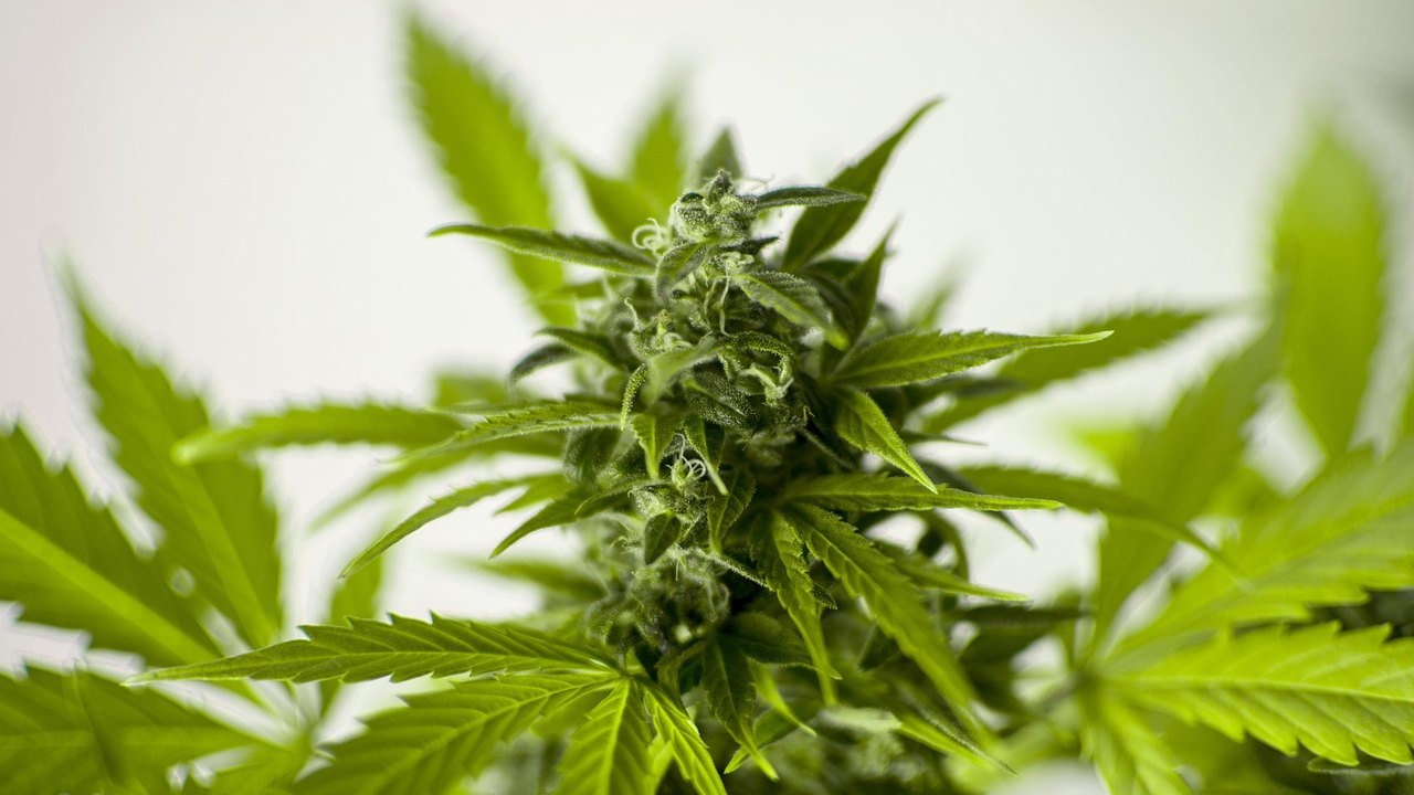 cannabis leaf close up green