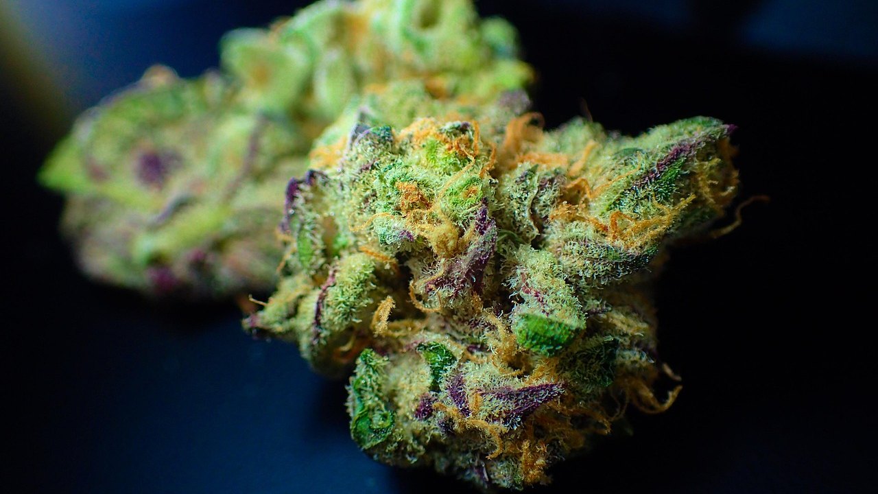 cannabis leaves close up