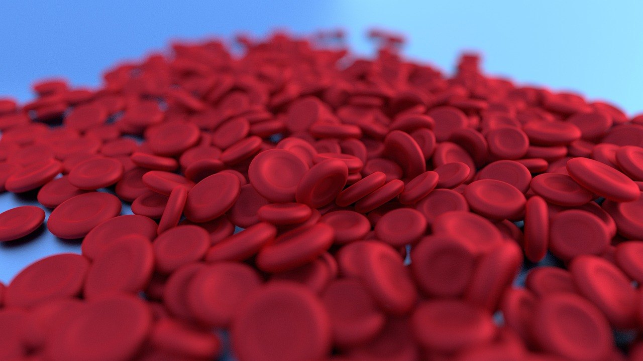 blood cells microscope laboratory