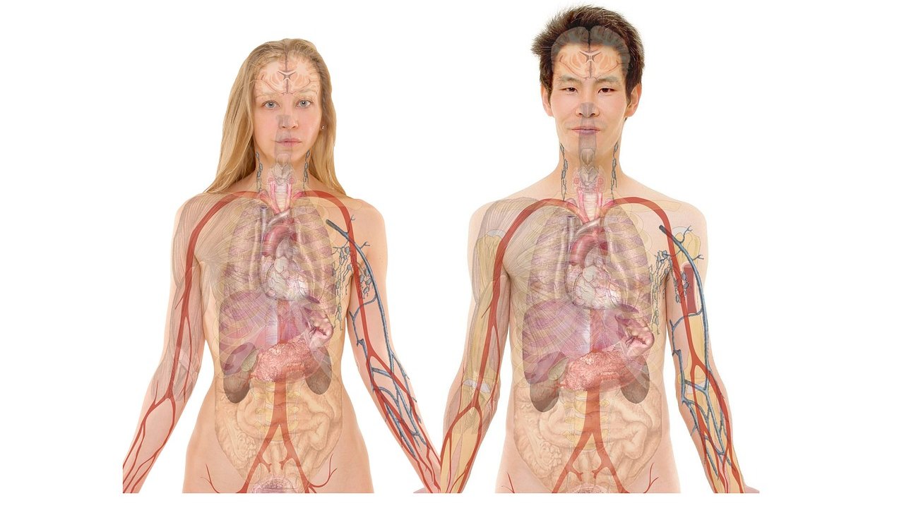 liver model anatomy medical education