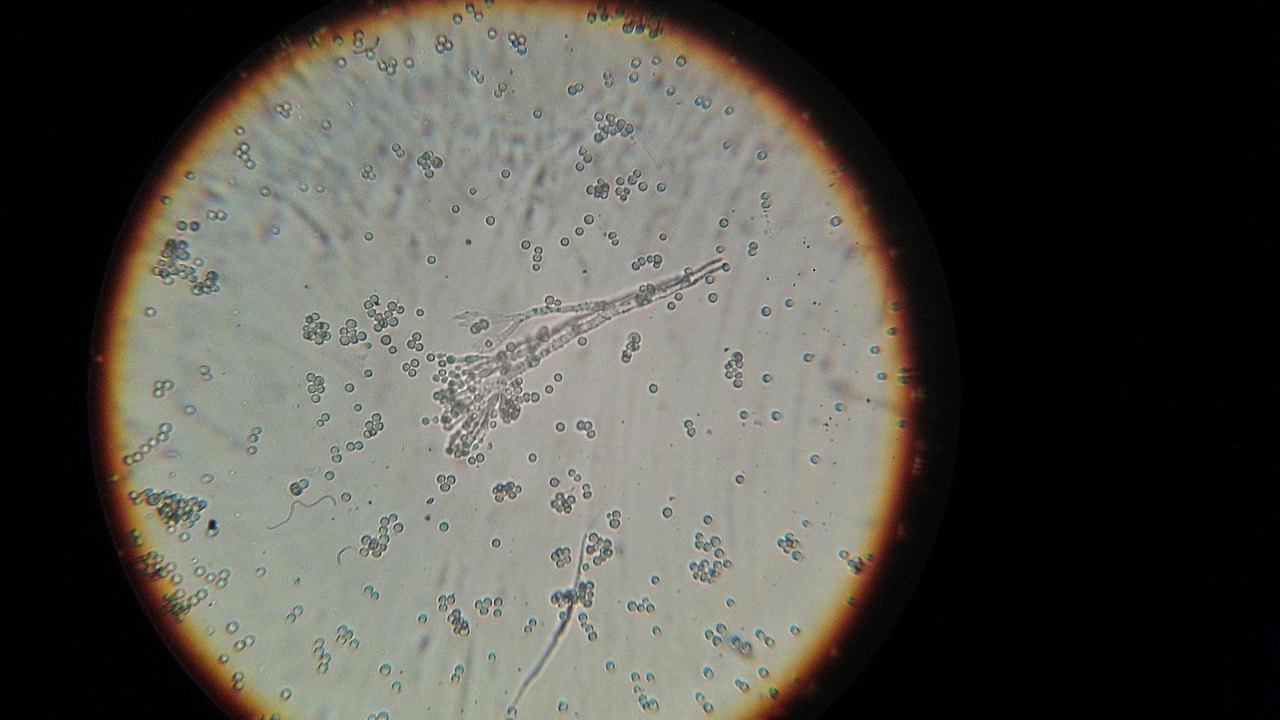 laboratory cell culture microscope