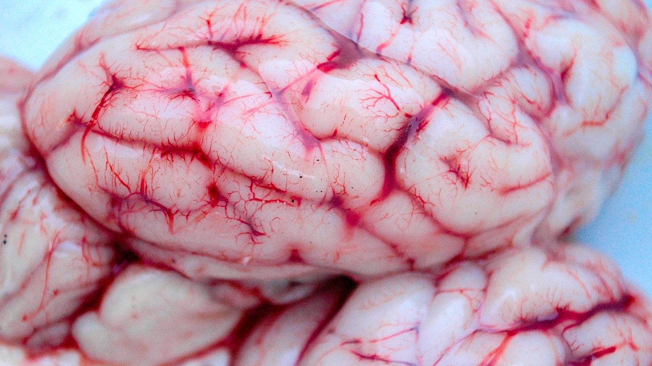 blood vessel anatomy illustration