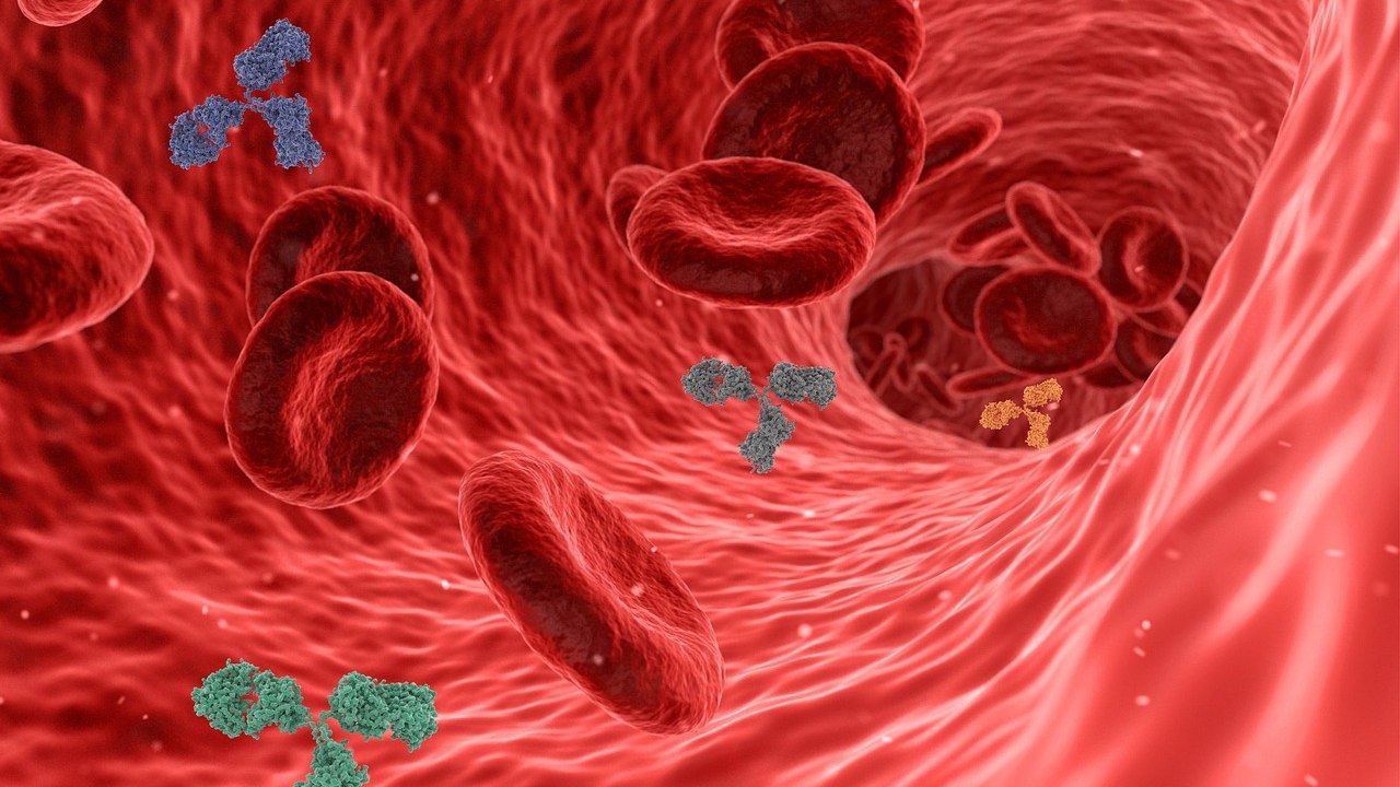 T Cell Memory and Tissue Stiffness: USMLE Immunology Review