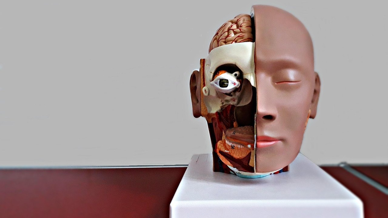 human brain anatomy model