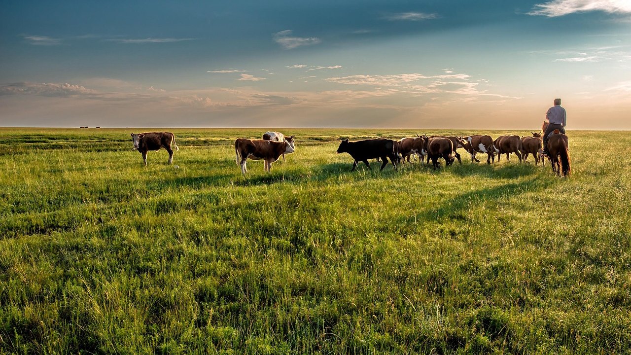 cattle grazing in a field at sunrise